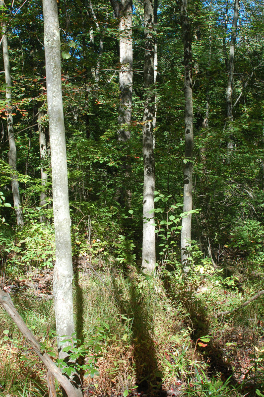 Red maple - black ash palustrine forest